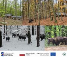 Ochrona ex situ żubra w Polsce