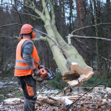 Prace leśne - ul. Mikołowska Rybnik